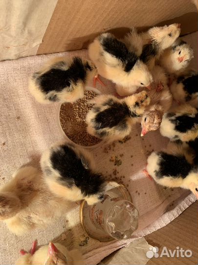 Цыплята леггорн долматинец