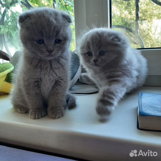 Шотландский кот вязка