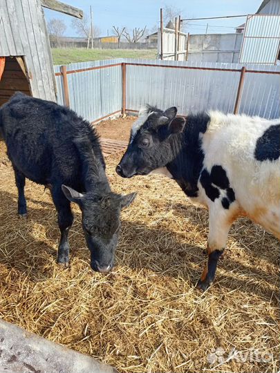 Домашние животные