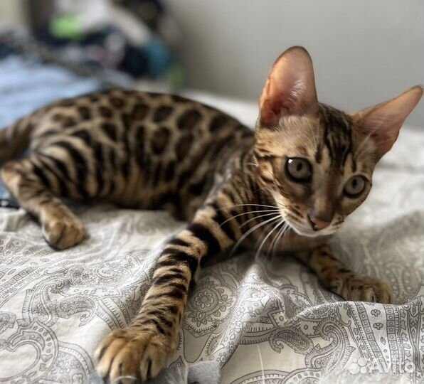 Бенгальские котята