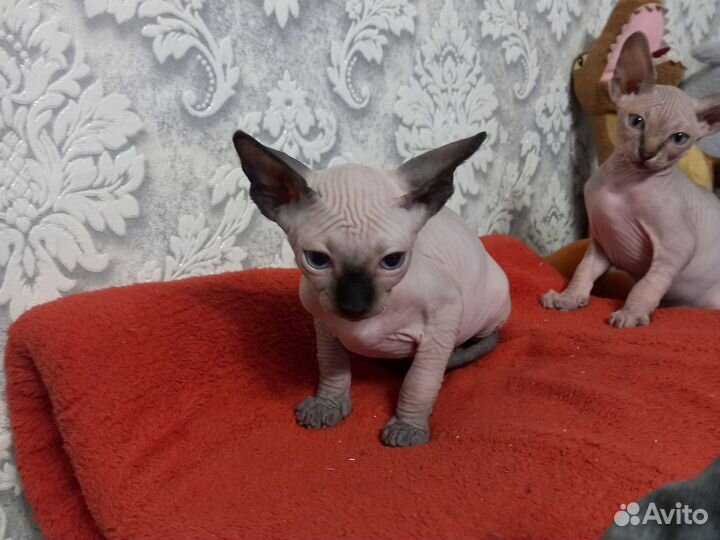 Канадский сфинкс котенок