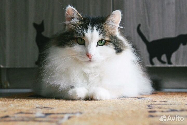 Метис норвежской