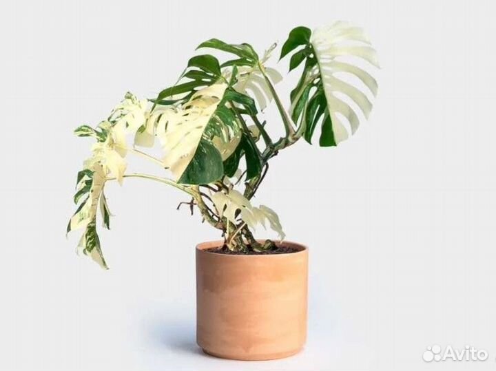 Монстера вариегатная альба