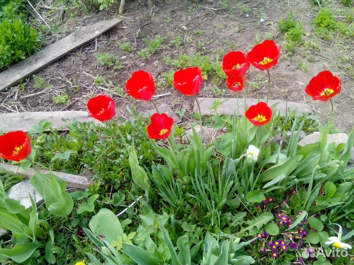 Луковицы ранних тюльпанов