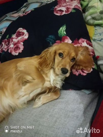 Русский спаниель