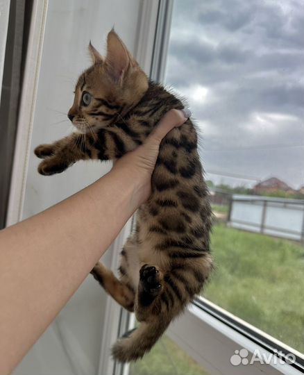 Бенгальские котята