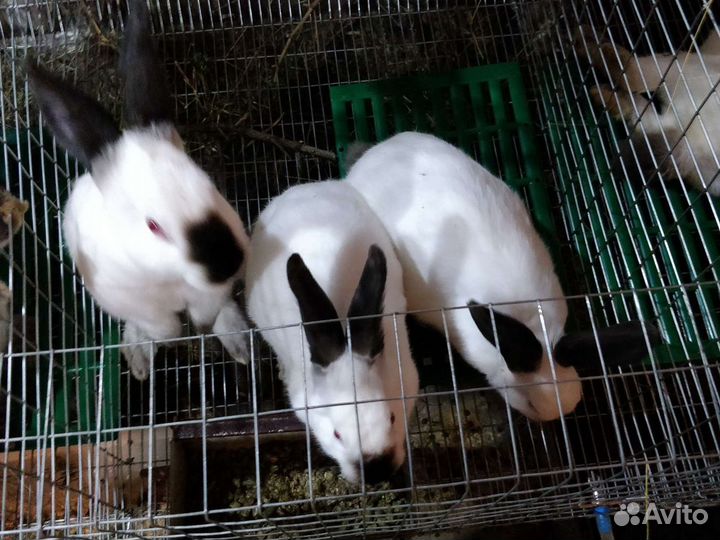 Калифорнийские кролики