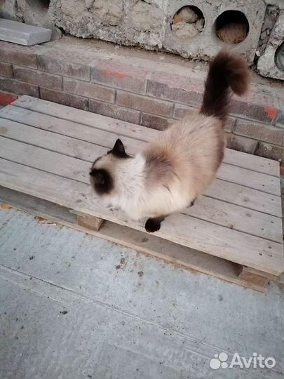 Кошка-потеряшка