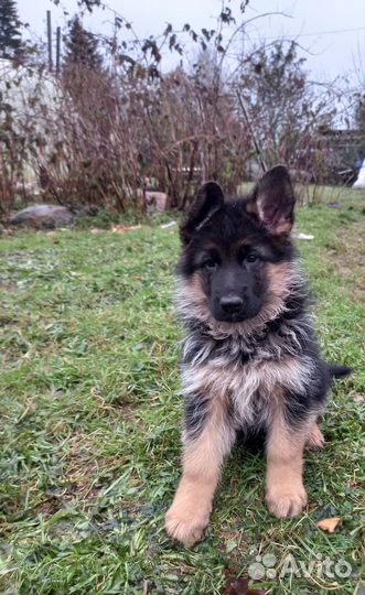 Немецкая овчарка