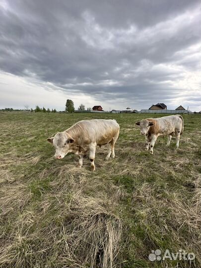 Быки симменталы на племя