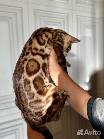 Бенгальский красавец