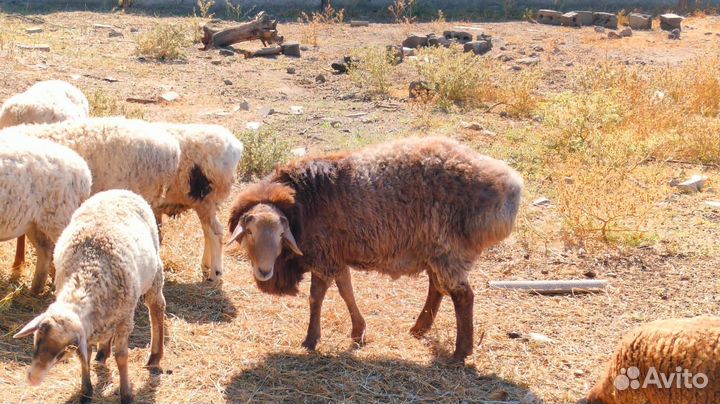 Баран гиссар на племя