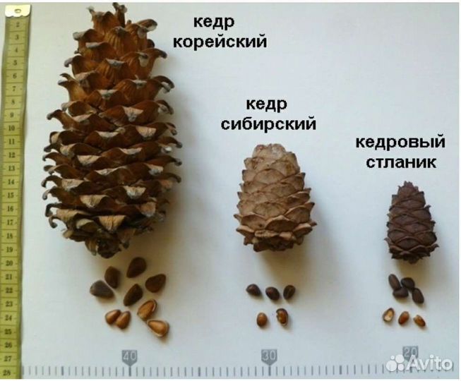 Кедр Корейский.Маньчжурский