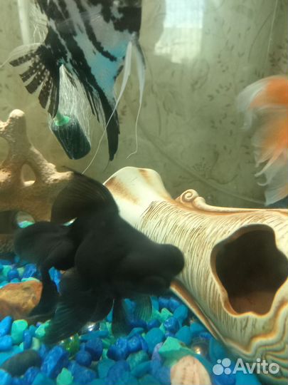 Аквариумные рыбки