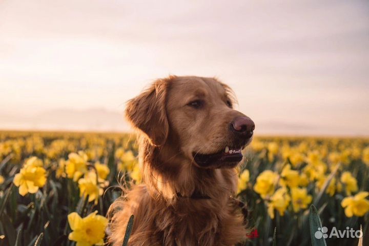 Выгул собак