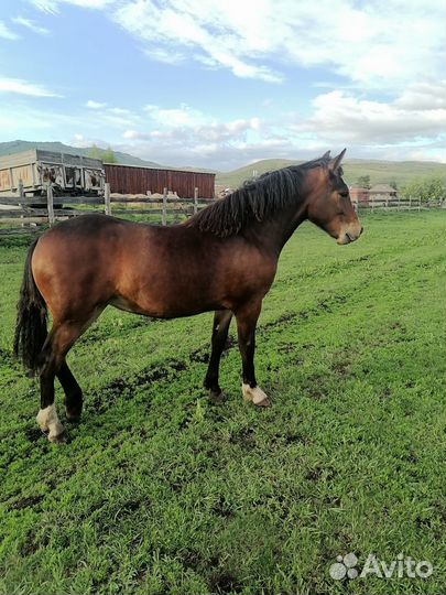 Продам лошадь