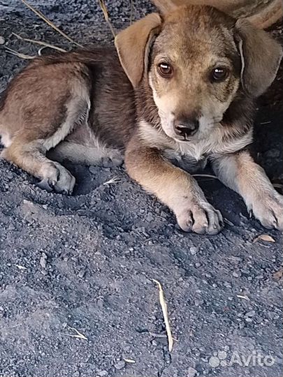 Милые щенки