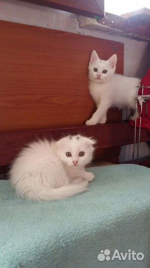 Помесь британки. Остались две кошки