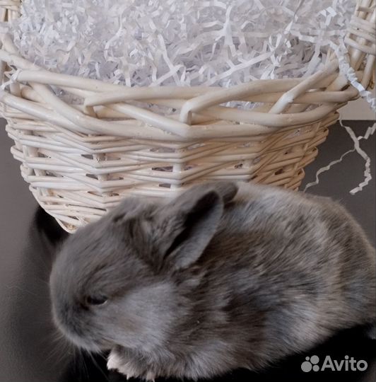 Декоративные кролики