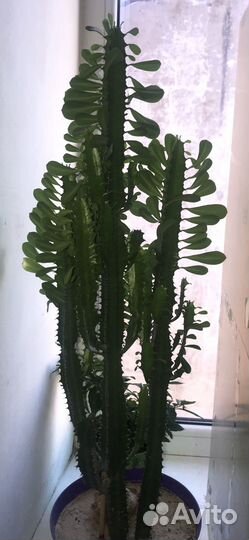 Крассула Эуфорбия паслён