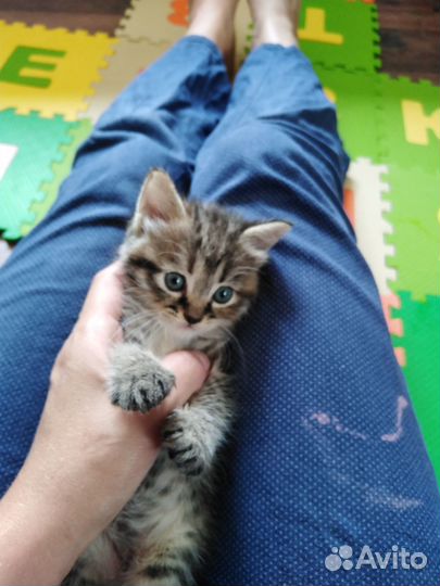 Котята отдам в добрые руки бесплатно