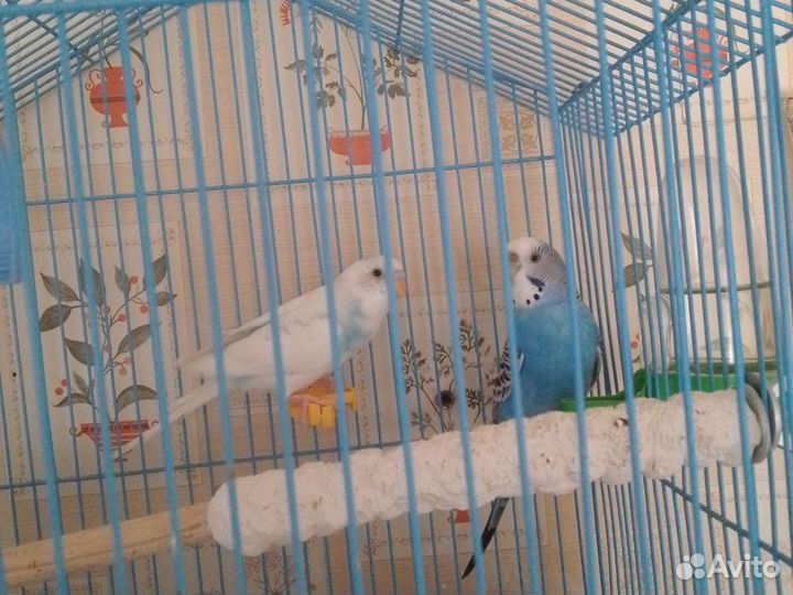 Волнистый попугай с клеткой