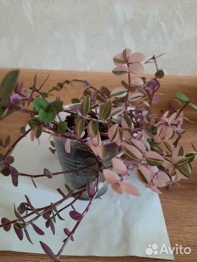 Колизии 3 сорта