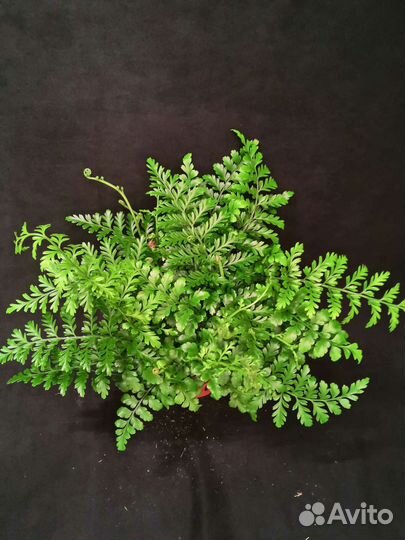 Папоротник асплениум парвати 12/30