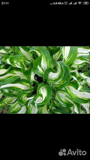 Хоста для сада