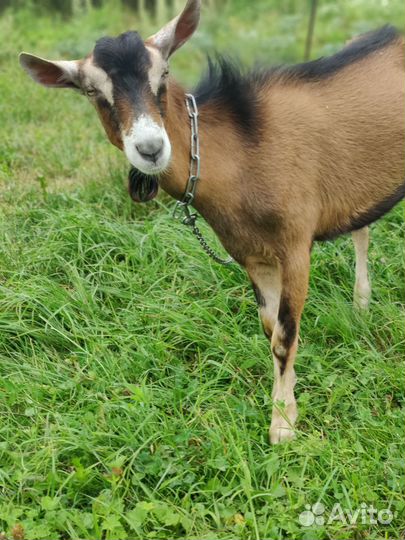 Козел на покрытие