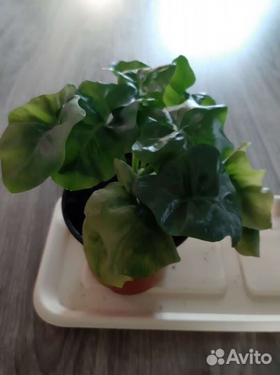 Филодендрон атом