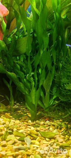 Аквариумное растение