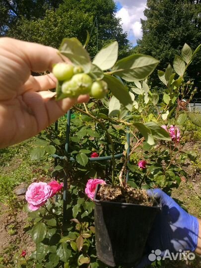 Саженцы голубики садовой 15 сортов