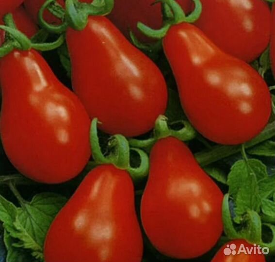 Томат Матрёшка семена