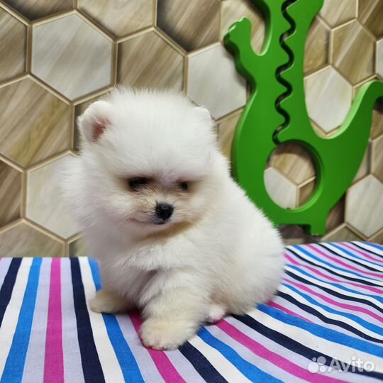 Померанский шпиц мини