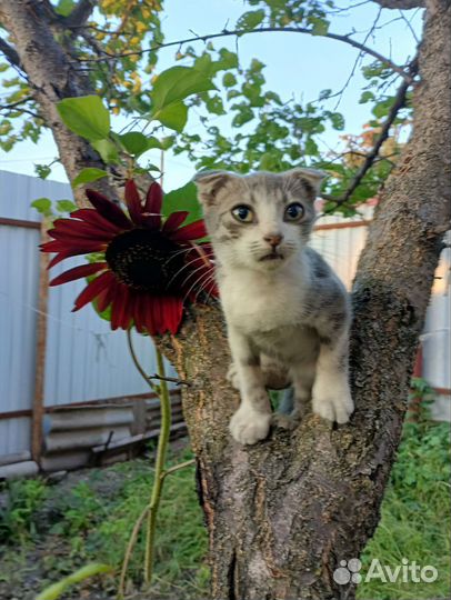 Вислоухие котята в добрые руки