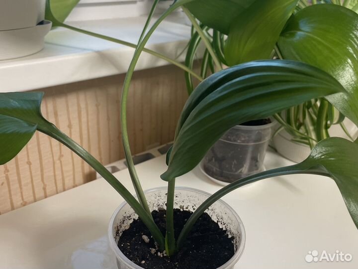 Эухарис амазонская лилия