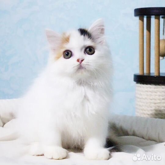 Берегите свои мимиметры