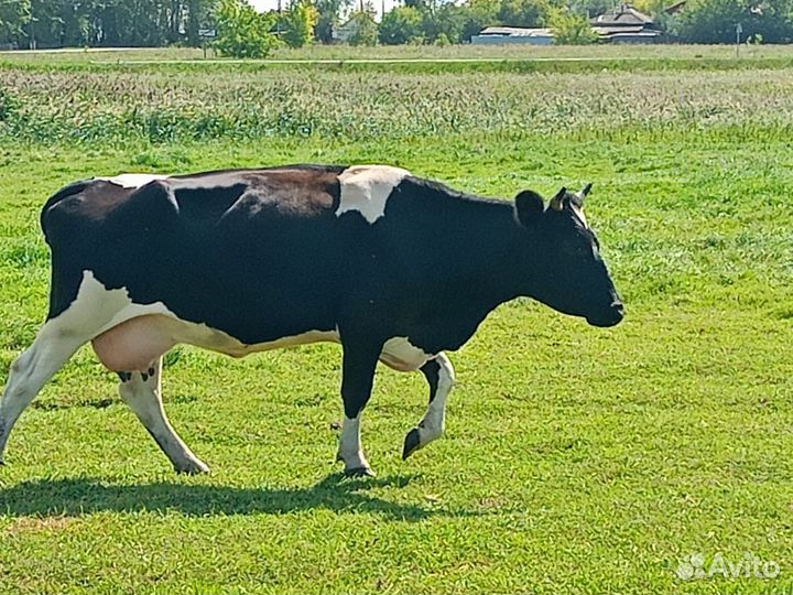 Коровы и телята