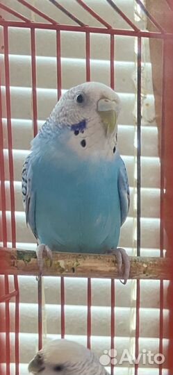 Волнистый попугай