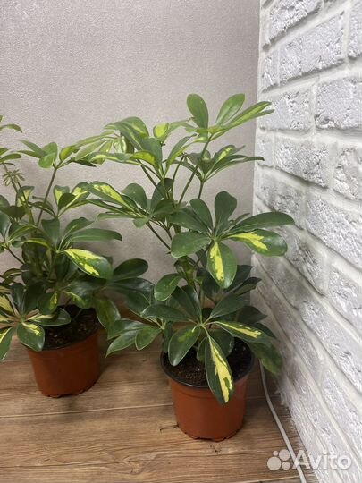 Шефлера комнатные цветы