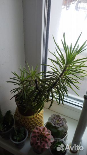 Крестовики и Сциндапсусы/Эпипремнумы. Ампельные