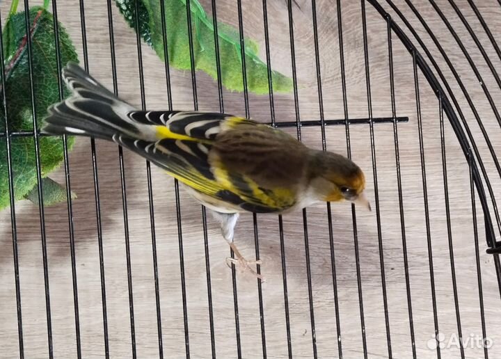 Гибрид щегла и канарейки