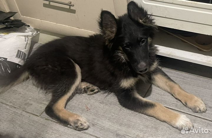 Щенки в дар