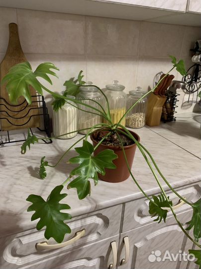 Домашние растения