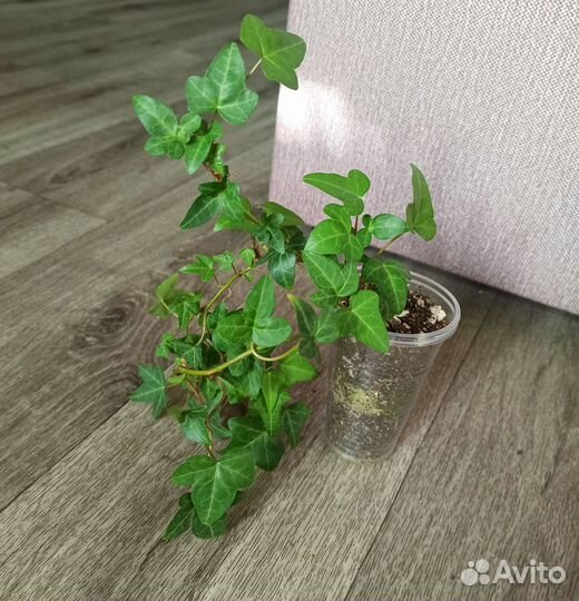 Плющ хедера