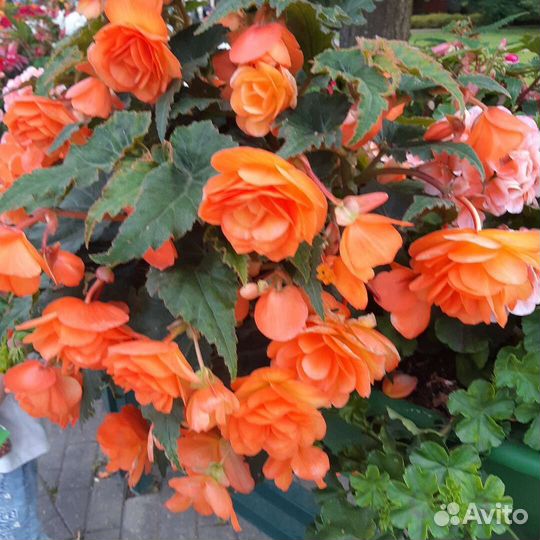 Бегония ампельная