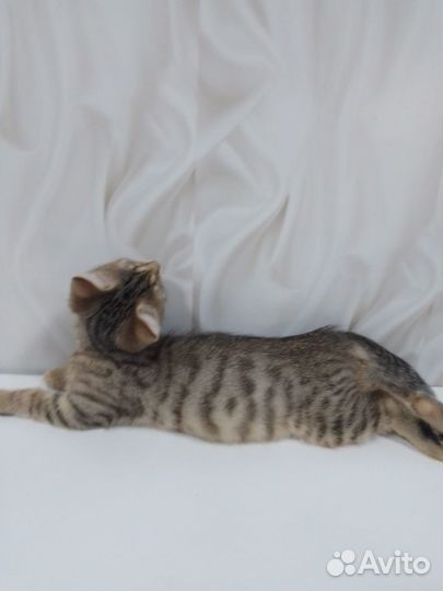 4 котенка-тигренка в дар (Доставка)