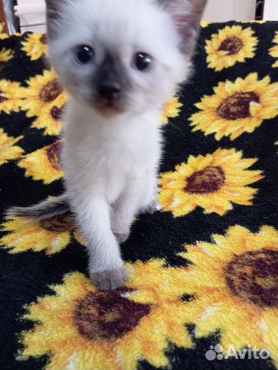 Кошки