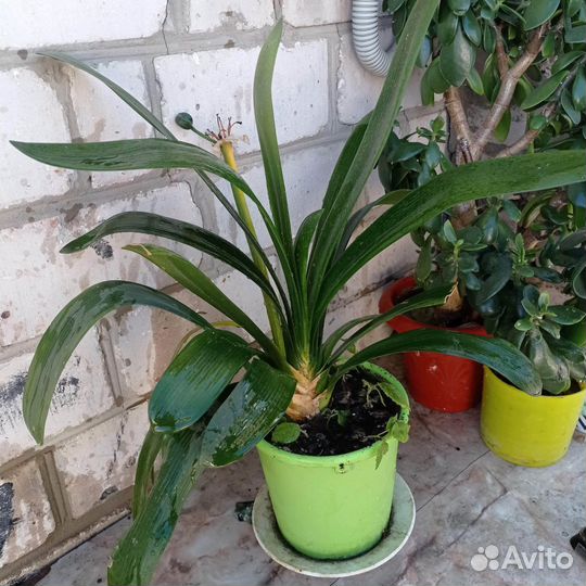 Гиппиаструм